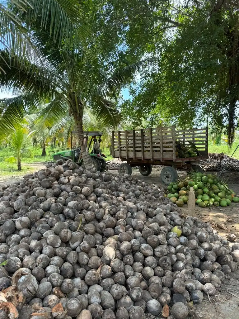 Acopio de cocos con tractor y carreta en la finca