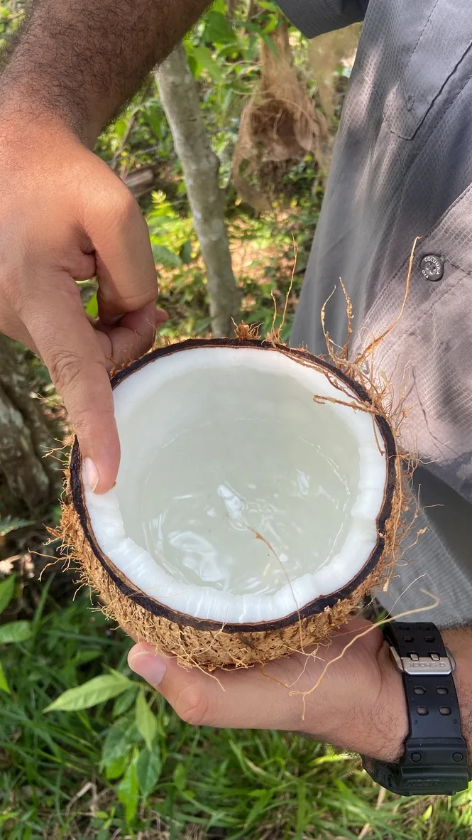 Coco verde abierto con su agua