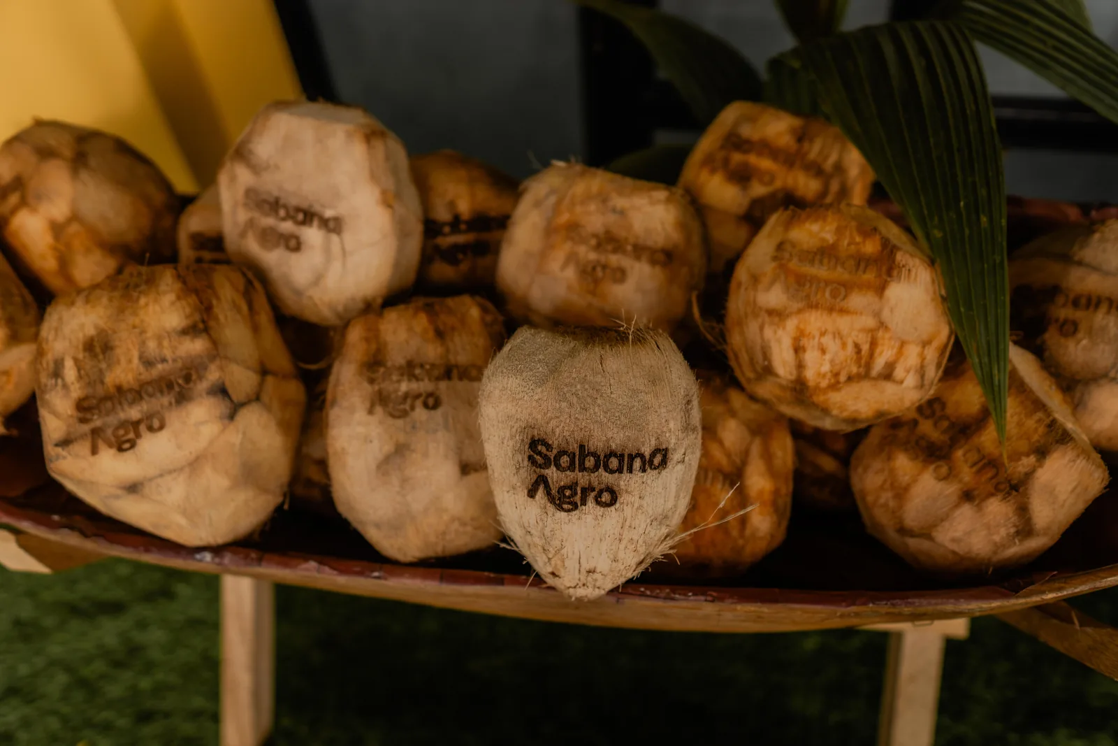 Lote de cocos identificados con la marca Sabana Agro
