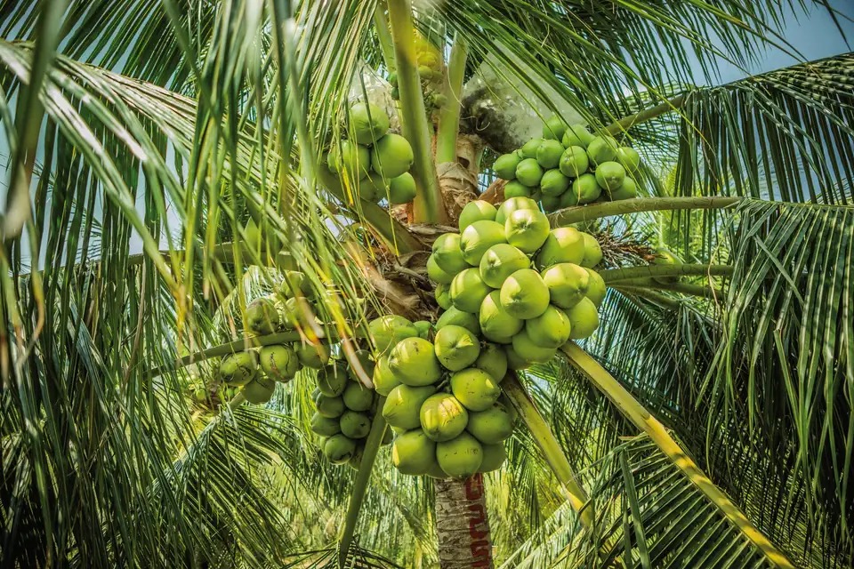 Palma de coco cargada de racimos en distintas etapas