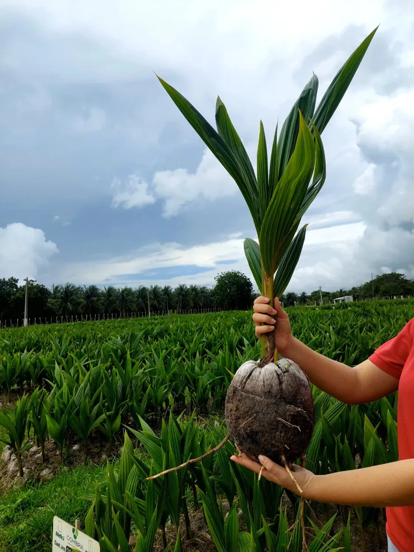 Plántula de coco con su semilla, sostenida en el vivero de Sabana Agro