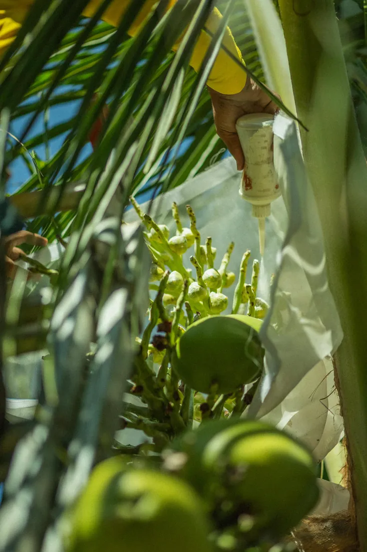 Polinización controlada en una palma madre de coco