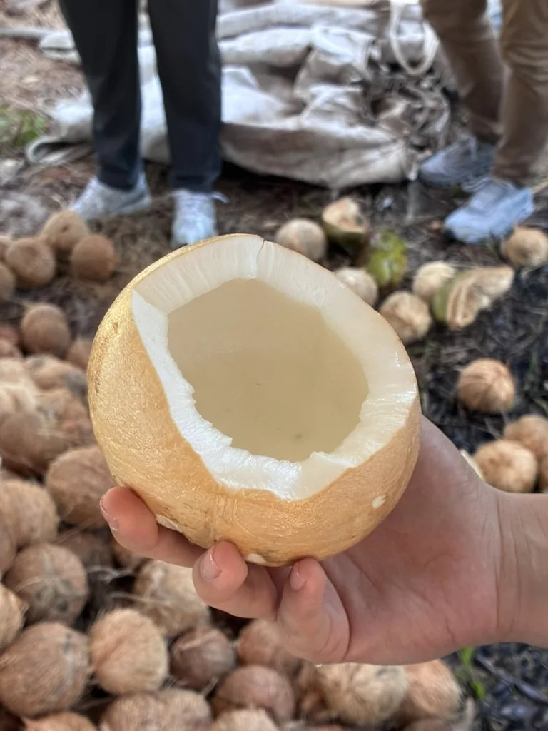 Pulpa de coco seco, la materia prima de la copra y el aceite