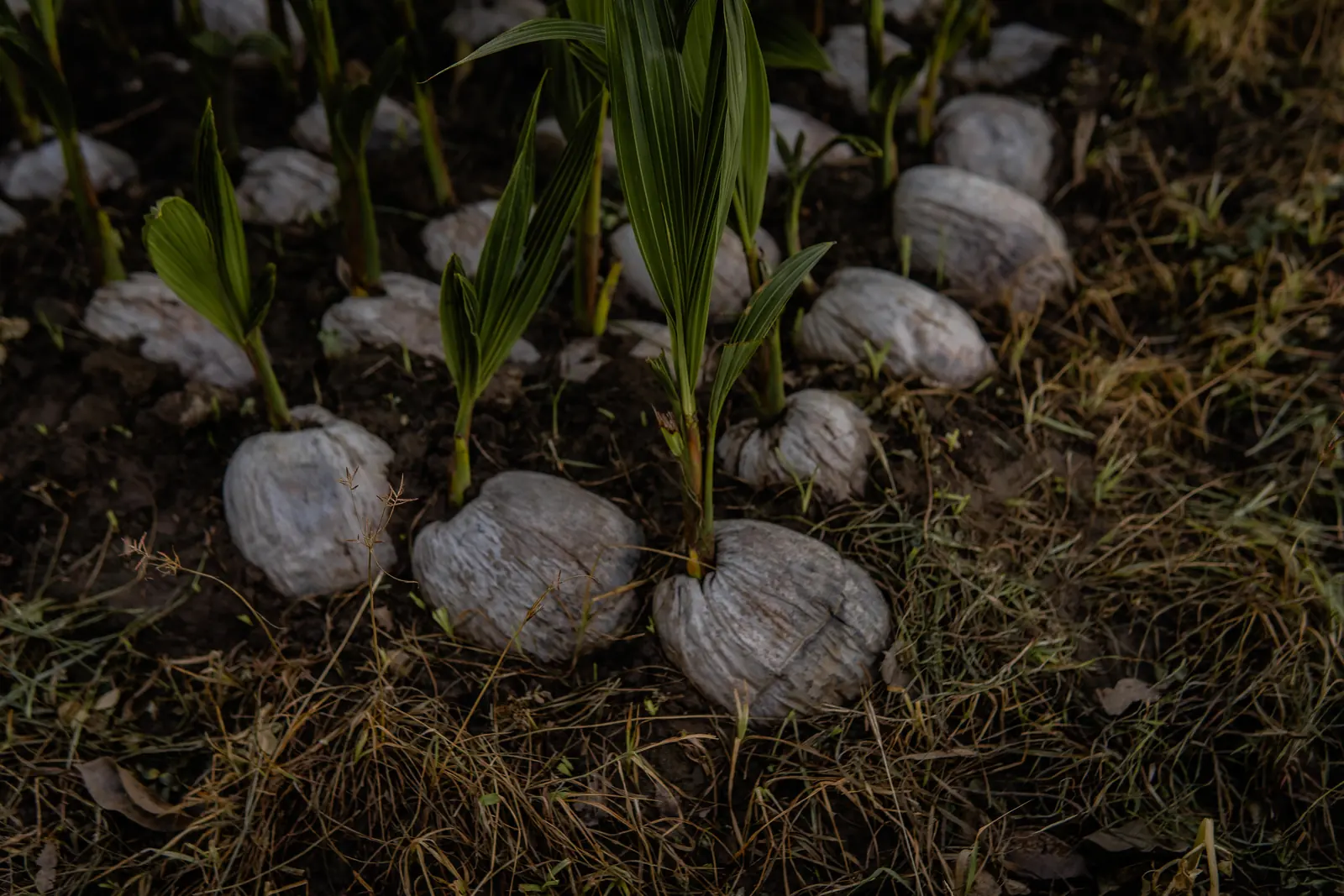 Semillas de coco germinando en el vivero