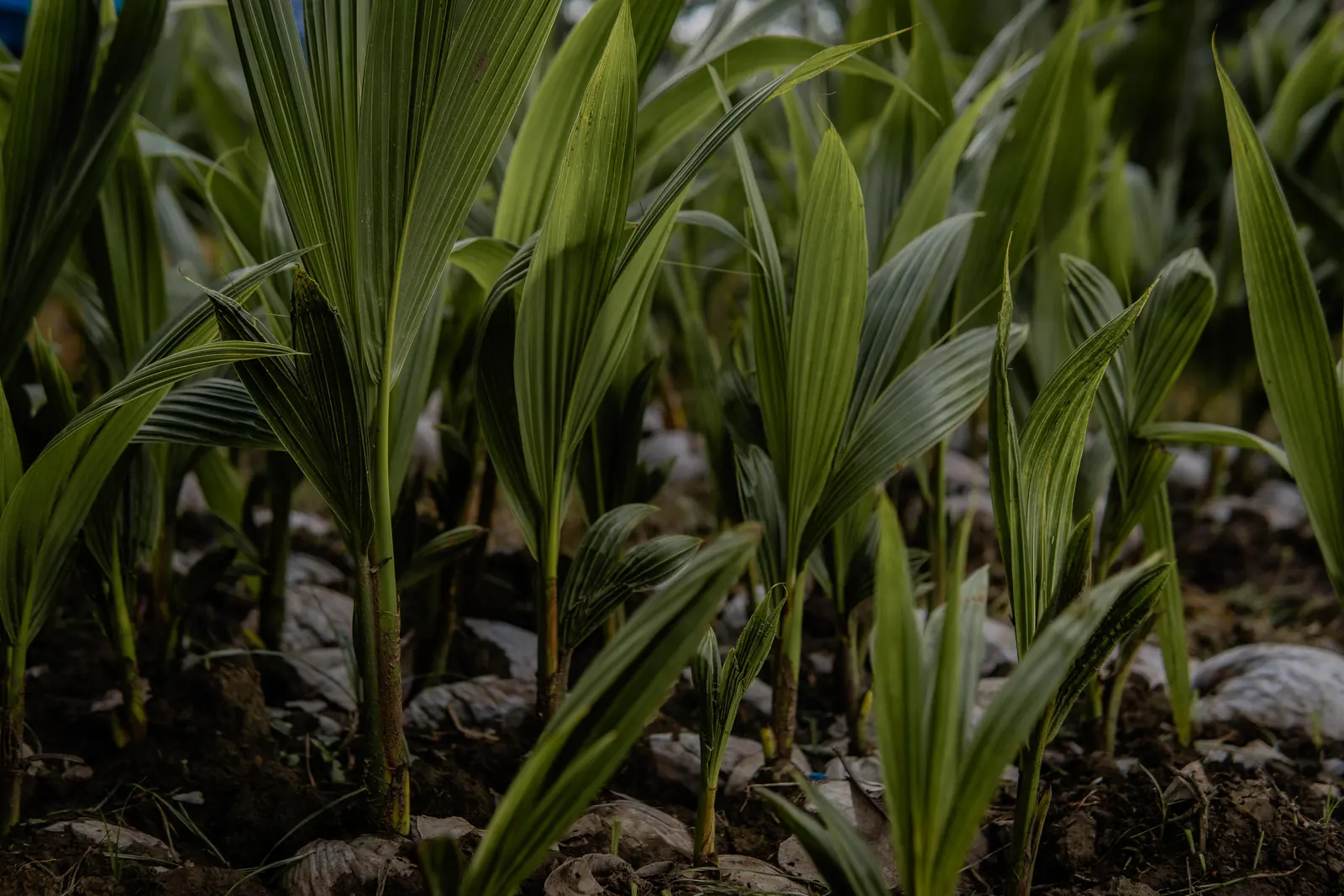 Lote parejo de plántulas de coco en el vivero de Sabana Agro
