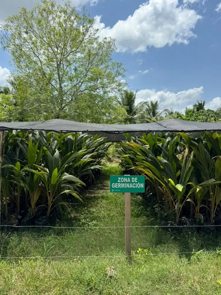 Zona de germinación del vivero de coco